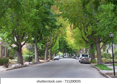 Tall Liquid amber, commonly called sweet gum tree, or American Sweet gum tree, lining an older neighborhood in Northern California. Summer ending fall beginning soon. Green turning yellow - Powered by Shutterstock