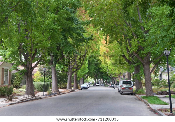 Tall\
Liquid amber, commonly called sweet gum tree, or American Sweet gum\
tree, lining an older neighborhood in Northern California. Summer\
ending fall beginning soon. Green turning\
yellow