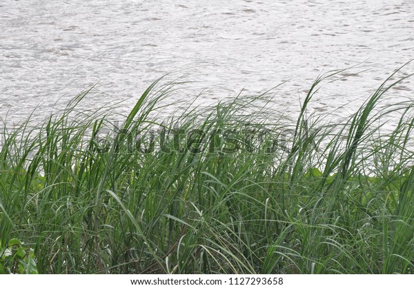 Tall Long Green Grass On River Stock Photo Edit Now 1127293658