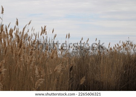 Tall, long pieces of flowering grass and common reeds that are swaying in the wind.