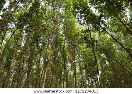 Similar – Image, Stock Photo Many pine trees in the park. Sorted neatly.