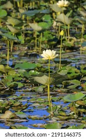 Tall Lotus Flower In The Marsh Land