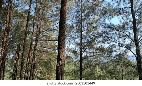 Tall And Lush Pine Trees In The Forest