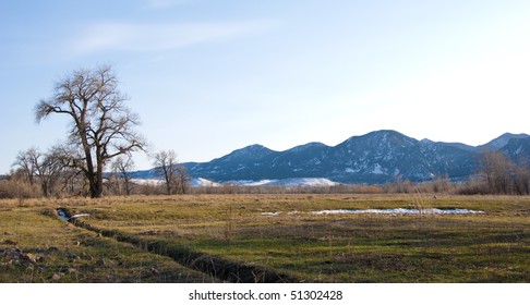 Tall majestic cottonwood tree in an open field on the Colorado prairie, in the last light of afternoon with view of serene high mountains on the horizon - Powered by Shutterstock