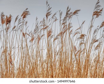 Tall Marsh Grass Against Dark Sky