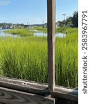 Tall marsh grass along coastal South Carolina. 