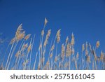 tall Marsh Grass with blue sky