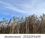 Tall marsh grasses against a blue sky with wispy clouds