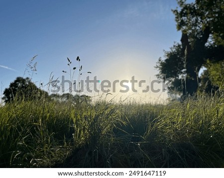 Similar – Dune grass in the evening sun