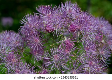 Tall meadow-rue (thalictrum pubescens) flowers - Shutterstock ID 1343655881