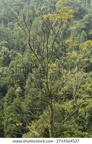A tall, mostly bare tree with delicate branches and sparse yellow-green leaves stands prominently against a dense backdrop of misty, dark green tropical forest. Shot in Anyer, Indonesia.