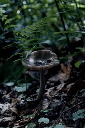Tall Mushroom Tucked Away On Forest Floor