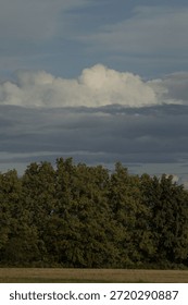 tall oak canopy under brooding clouds and expansive sky. Dense foliage meets layered cloudbanks, moody contrast ideal