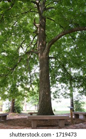 Tall Old Hickory Tree