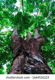 The tall and open tree