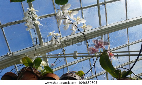 Tall Orchids Hanging Pots Ceiling San Stock Photo Edit Now