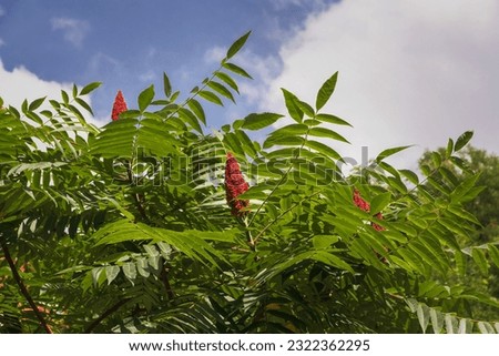 A tall ornamental plant Rhus typhina, a red flower of the sumac tree. The red flower of the sumac tree. Horned sumac, or fluffy sumac, vinegar tree (lit. Rhus typhina ).