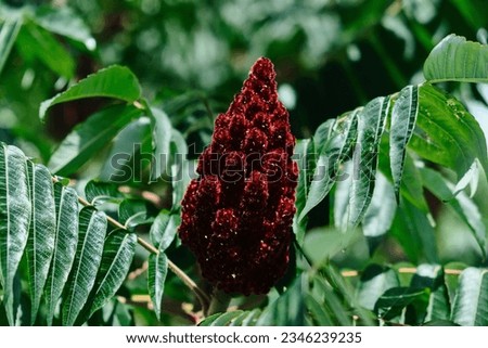 A tall ornamental plant Rhus typhina, a red flower of the sumac tree. The red flower of the sumac tree. Horned sumac, or fluffy sumac, vinegar tree Rhus typhina