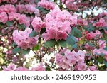 Tall pale pink hybrid Rhododendron ‘Rosalind’ in flower