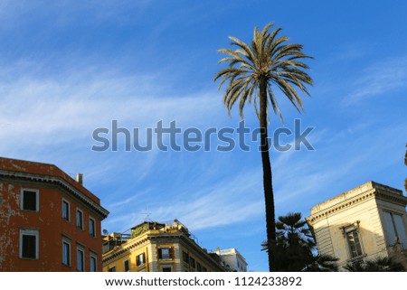 Similar – Image, Stock Photo Palm trees, Italy, summer,
