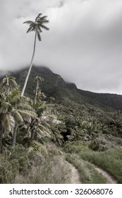 Tall Palm Tree Over Rain Forest Track Lord Howe Island