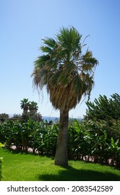 Tall Palm tree, Sabal palmetto, against the backdrop of planted Banana trees, Musa sp., in the resort recreation area. Kolympia, Rhodes, Greece
