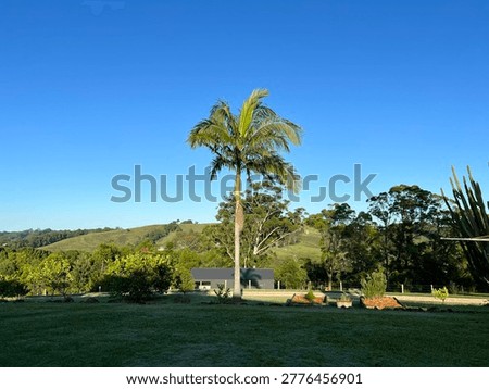 A tall palm tree stands centered in a lush green rural landscape under bright sunlight