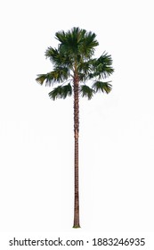 
Tall Palm Tree, White Background