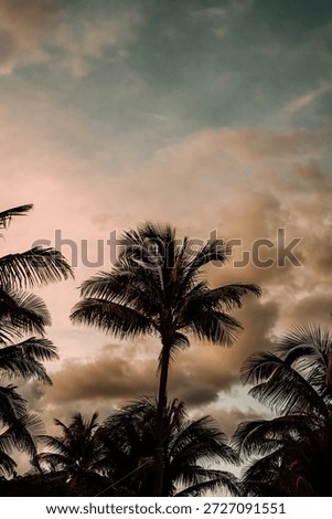 Tall palm trees beneath dramatic evening clouds in Tulum