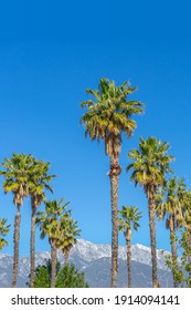 Tall Palm Trees In The Inland Empire Of Southern California With Snowcapped Mountains In The Background