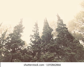 Tall Palm Trees Mist Covered