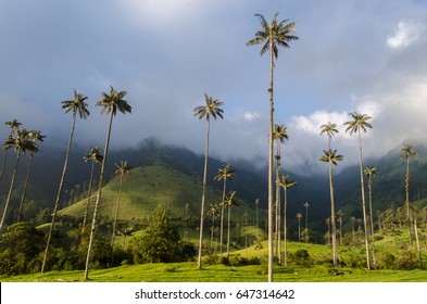 Tall Palms In Cocora Valley