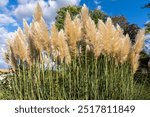 Tall Pampas Grass with Feathery Plumes in Sunlit Garden