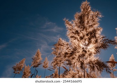 Tall pampas grass glows brilliantly under sunlight, standing out against a deep blue sky. The delicate plumes create a mesmerizing display as light filters through their feathery textures. - Powered by Shutterstock