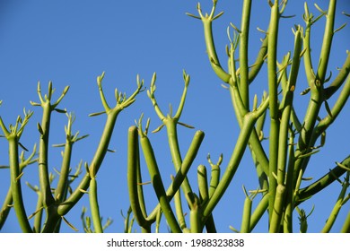 Tall Pencil Cactus Soaking In The Morning Sun