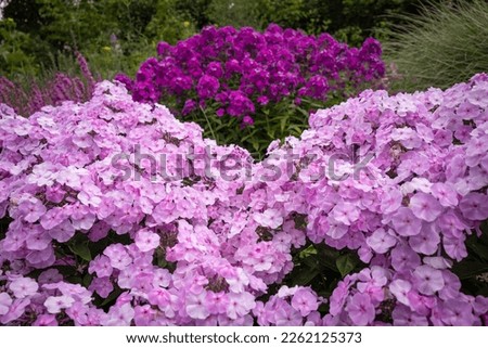 tall phlox in a herbaceous boarder,  Gardens