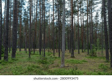 Tall pine forest with one bare dead tree trunk among living trees. Natural woodland landscape, ecology and forest change concept