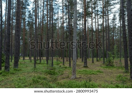 Tall pine forest with one bare dead tree trunk among living trees. Natural woodland landscape, ecology and forest change concept