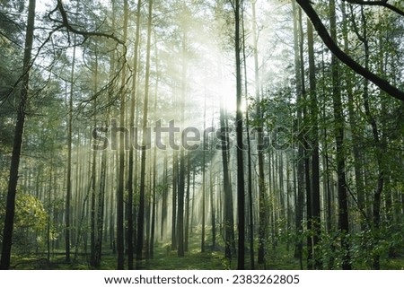 Tall pine forest. It is a sunny autumn morning. There is fog rising between the trees, illuminated by the rays of the rising sun.