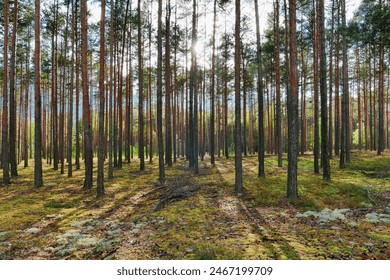 Tall pine forest. Sunny day. The sun is directly low on the horizon. Long shadows of trees lie on the ground. - Powered by Shutterstock