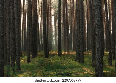 Tall pine forest. Sunny morning, a delicate mist floats among the crowns illuminated by the light of the rising sun. The light penetrating the fog creates picturesque streaks. - Powered by Shutterstock