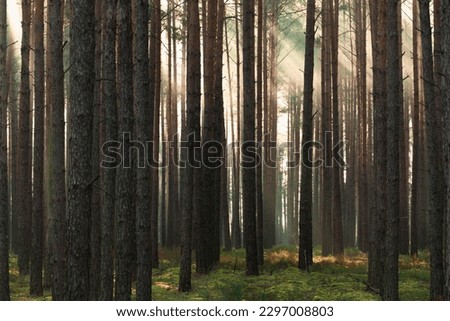 Tall pine forest. Sunny morning, a delicate mist floats among the crowns illuminated by the light of the rising sun. The light penetrating the fog creates picturesque streaks.