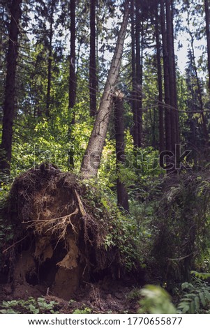 A tall pine tree bent from the wind and laid bare its roots - a tree torn from the root after a squally wind