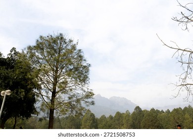 Tall Pine Tree with Distant Mountain Range Under Cloudy Sky in Natural Landscape