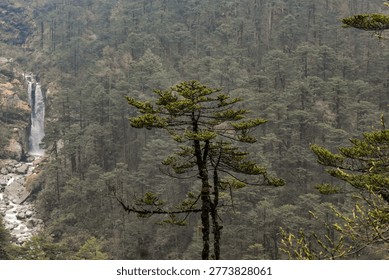 Tall pine tree in foreground with distant waterfall cascading through dense forested Himalayan valley, creating a serene and misty mountain landscape in North Sikkim.