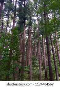 tall pine tree forest