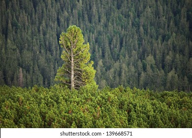 Tall Pine Tree Rising Above Others