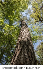 Tall Pine Tree In The Sam Houston National Forest In Texas.