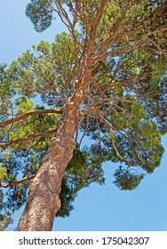tall pine tree seen from below