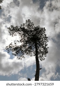 A tall pine tree with spreading branches silhouetted against a dramatic cloudy sky, viewed from below. The sun peeks through the foliage.